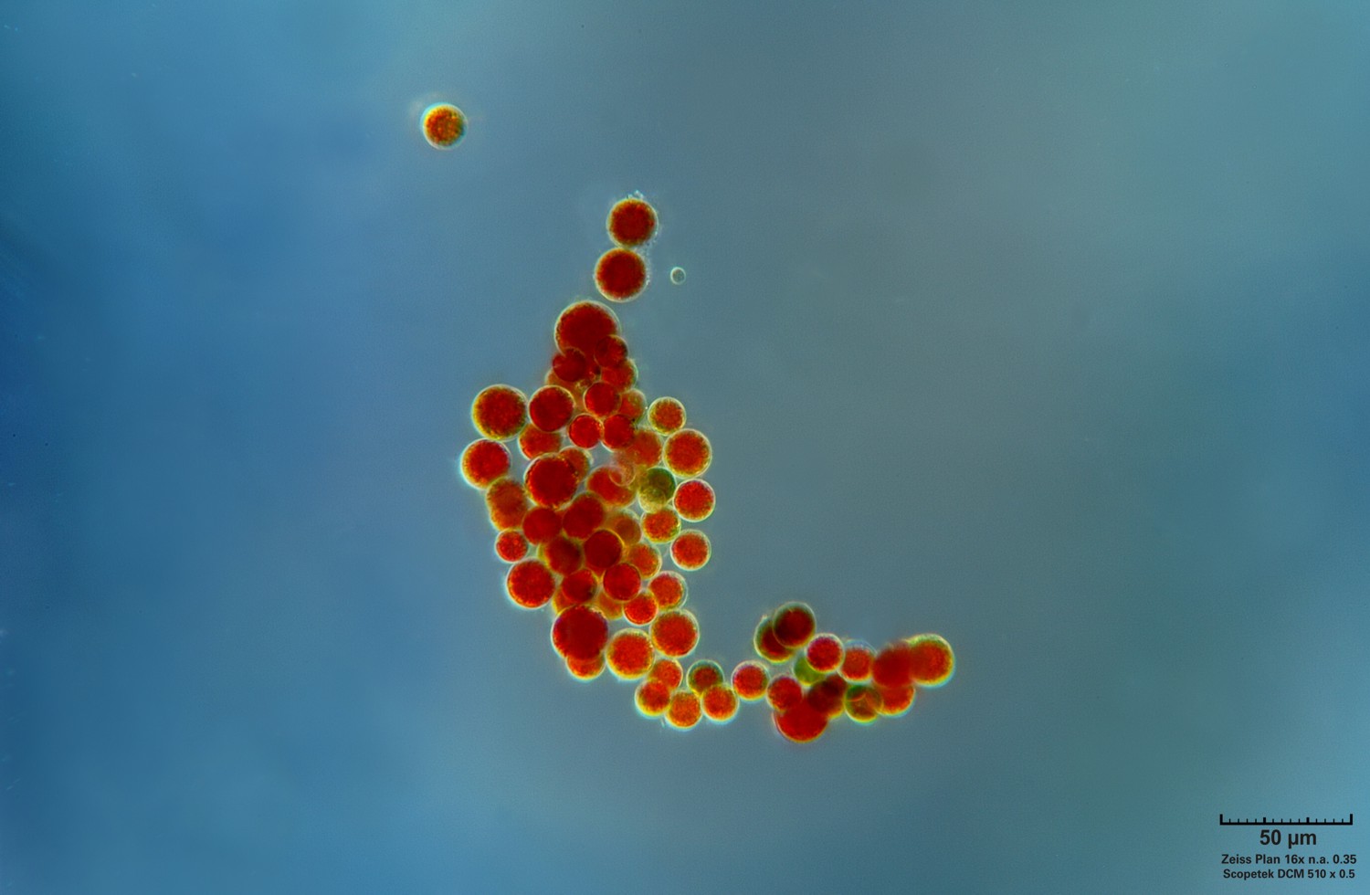 Haematococcus